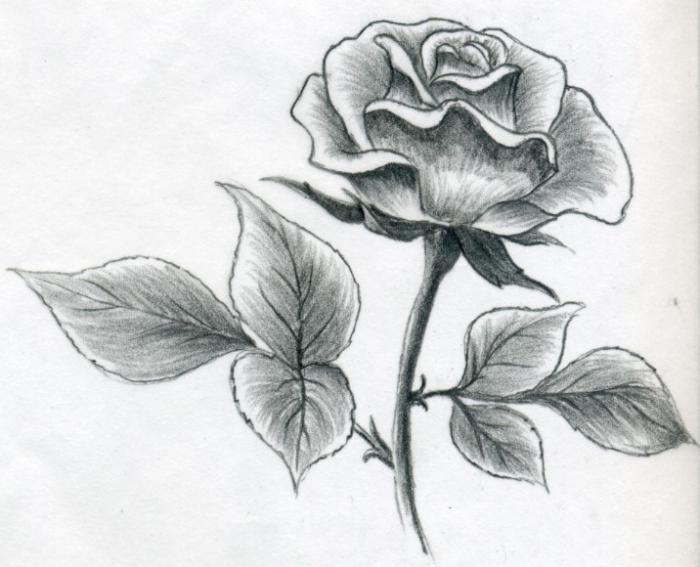 Kuinka oppia piirtää ruusu kynällä